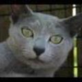 Russian Blue Cats and Kittens