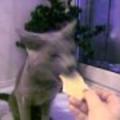 Лапка (Русская голубая кошка) - Кушает