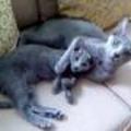 Russian blue kitten Romeo and Juliette 