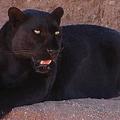 Чёрная пантера (леопард)