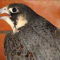 Сапсан (Falco peregrinus)
