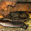 Змеиношейная черепаха Зибенрока (Chelodina siebenrocki)