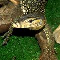 Полосатый варан (Varanus salvato)