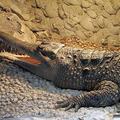 Узкорылый крокодил (Crocodylus cataphractus)