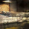 Узкорылый крокодил (Crocodylus cataphractus)