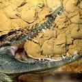 Нильский крокодил (Crocodylus niloticus)