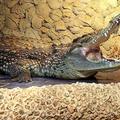 Нильский крокодил (Crocodylus niloticus)