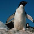Пингвины: первый выпуск