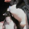 Пингвины: первый выпуск