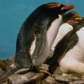 Пингвины: второй выпуск