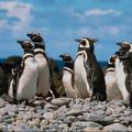 Пингвины: второй выпуск