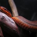 Змеи: первый выпуск