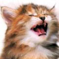 Кошки: одиннадцатый выпуск