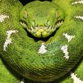 Ядовитые змеи: первый выпуск