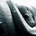 Ядовитые змеи: второй выпуск