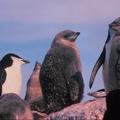 Пингвины: третий выпуск