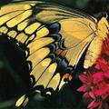 Бабочки: первый выпуск