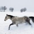 Мир животных: сороковой выпуск