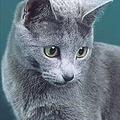 Русская Голубая кошка