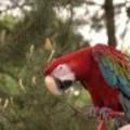 Енот-носуха и попугай ара
