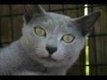 Russian Blue Cats and Kittens