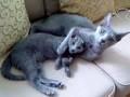 Russian blue kitten Romeo and Juliette 