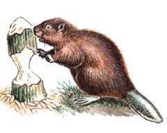 РЕЧНОЙ БОБР, тувинский подвид (Castor fiber tuvinicus)