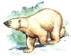 БЕЛЫЙ МЕДВЕДЬ (Ursus maritimus)