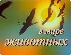 В мире животных