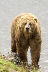 Медведь бурый, или обыкновенный медведь