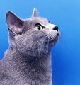 Видеоальбомы. Русская голубая кошка