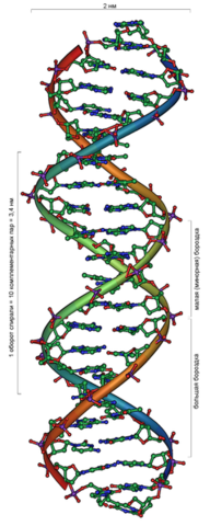 Дезоксирибонуклеиновая кислота (ДНК)